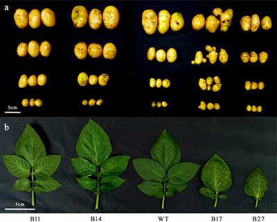 The appropriate expression and coordination of glycolate oxidase and catalase are vital to the successful construction of the photorespiratory metabolic pathway